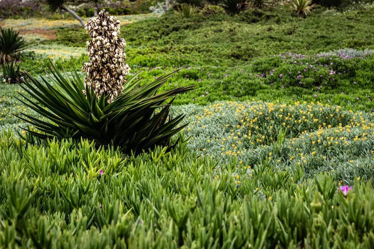 Pflanzarbeiten Gartengestaltung Bäume Sträucher Bonn Köln Sankt Augustin – Brüder Berisha Garten- und Landschaftsbau